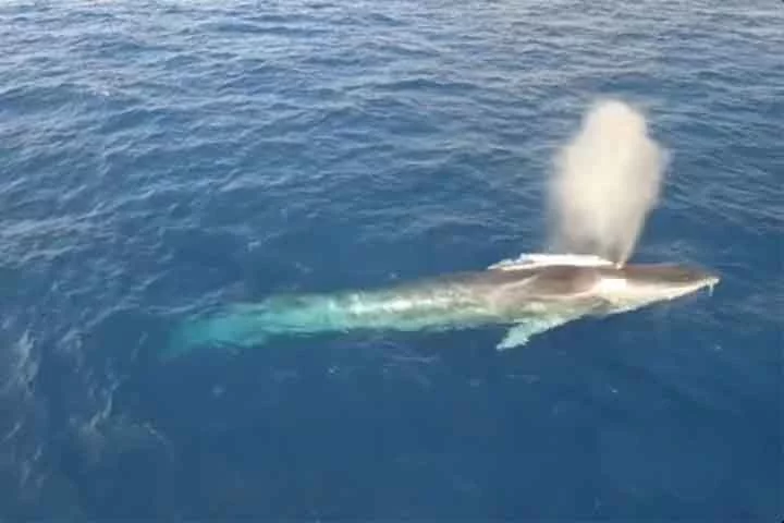 Baleia-azul - É uma gigante de até 30 metros de comprimento. O peso dela, de cem toneladas, equivale ao de 25 elefantes. Nesta escala de grandeza, a baleia-fin vem logo depois.