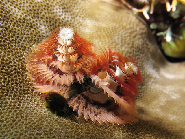 Poliqueta-árvore-de-natal - Tem esse nome por causa da estrutura do seu sistema respiratório, formada por camadas de cílios que permitem agarrar a presa e levá-la até a boca. 