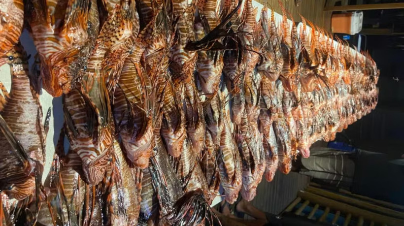 Realizada no &uacute;ltimo domingo, 22, opera&ccedil;&atilde;o capturou 140 peixes-le&atilde;o, esp&eacute;cie considerada uma amea&ccedil;a &agrave; biodiversidade mar&iacute;tima
