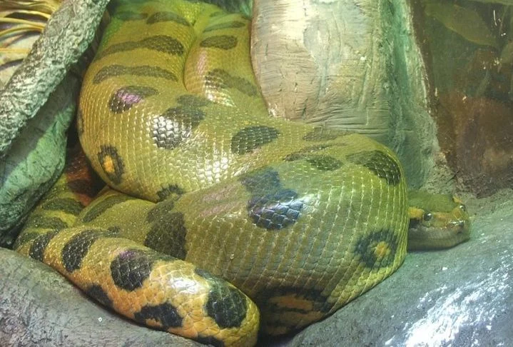 Seu padrão de coloração verde com manchas escuras nas costas as ajuda a se misturar ao ambiente.