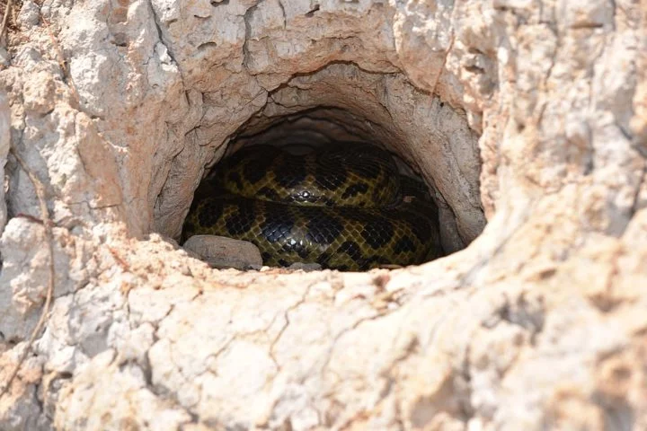 As sucuris são ovovivíparas, ou seja, os filhotes nascem de ovos que eclodem dentro do corpo da fêmea. Cada ninhada pode ter entre 20 e 80 filhotes, que nascem completamente formados e independentes. 