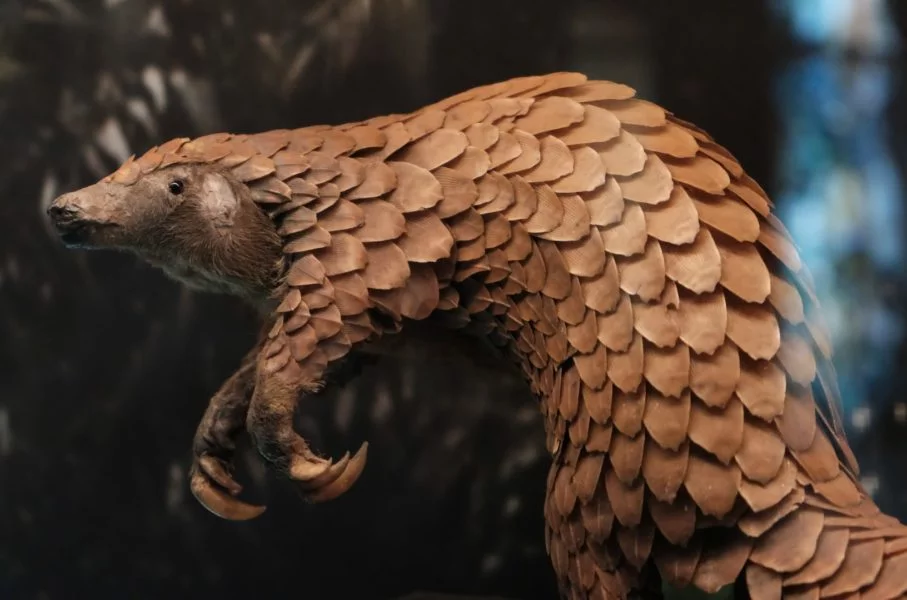 Pangolim: Esse é um mamífero que vive em zonas tropicais da Ásia e da África. Além de ter o corpo coberto por escamas, ele ainda consegue se enrolar e virar uma bola super-rígida e praticamente impenetrável!