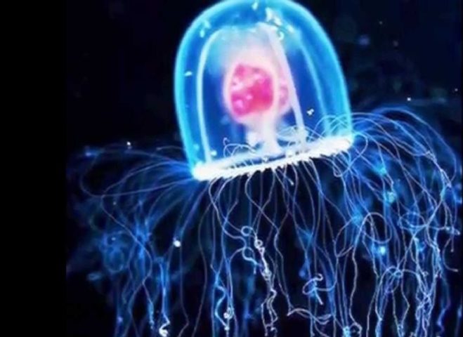 Água-viva Turritopsis nutricula: Essa água-viva possui uma habilidade cobiçada por muita gente: a imortalidade! Esse bicho consegue restaurar os tecidos, fazendo com que as fases da vida regridam.