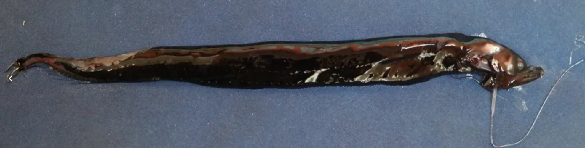 Cinco delas foram encontradas pela primeira vez no Brasil: Eustomias ophioglossa; Eustomias bertrandi; Eustomias lucenae; Eustomias antea e Melanostomias dio. Os animais são da espécie peixe-dragão, conhecidos por seus corpos alongados, com coloração escura e luminosa, da ordem Stomiiformes.