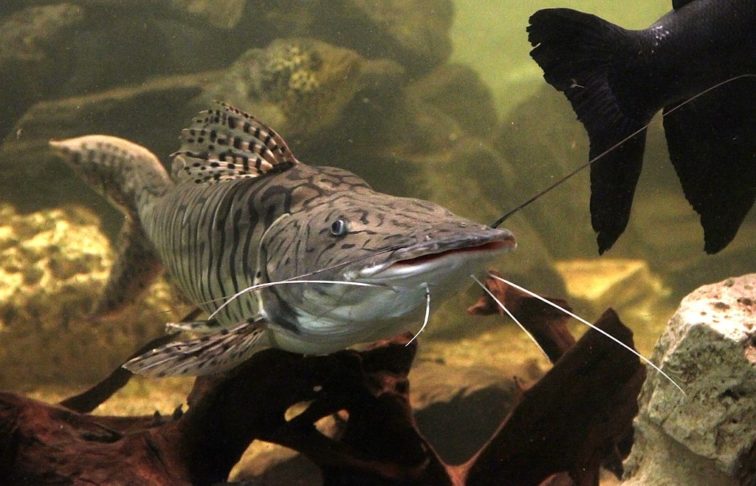 Pintado: O pintado tem uma carne clara, suave e saborosa. É muito popular no Brasil por não ter espinhas e tem se tornado um dos pratos favoritos em épocas festivas, como a Páscoa. 