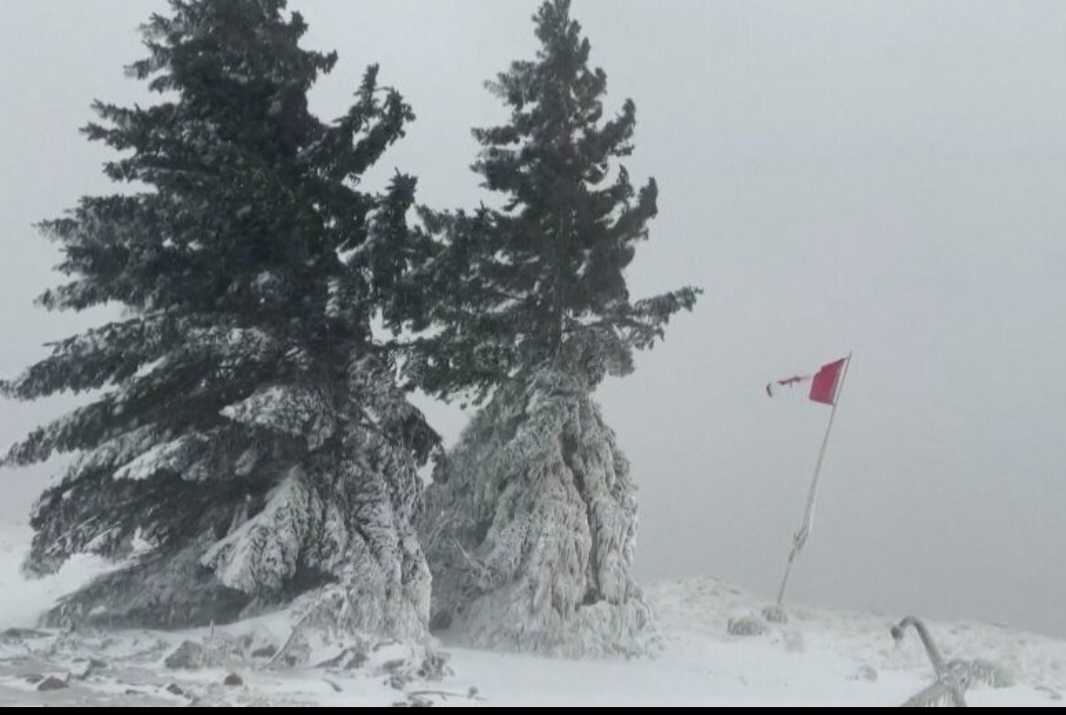 Nevascas ocorrem com alguma frequência em países frios, mas certas tempestades são muito intensas e carregam ventos polares capazes de congelar árvores e o mobiliário urbano. 