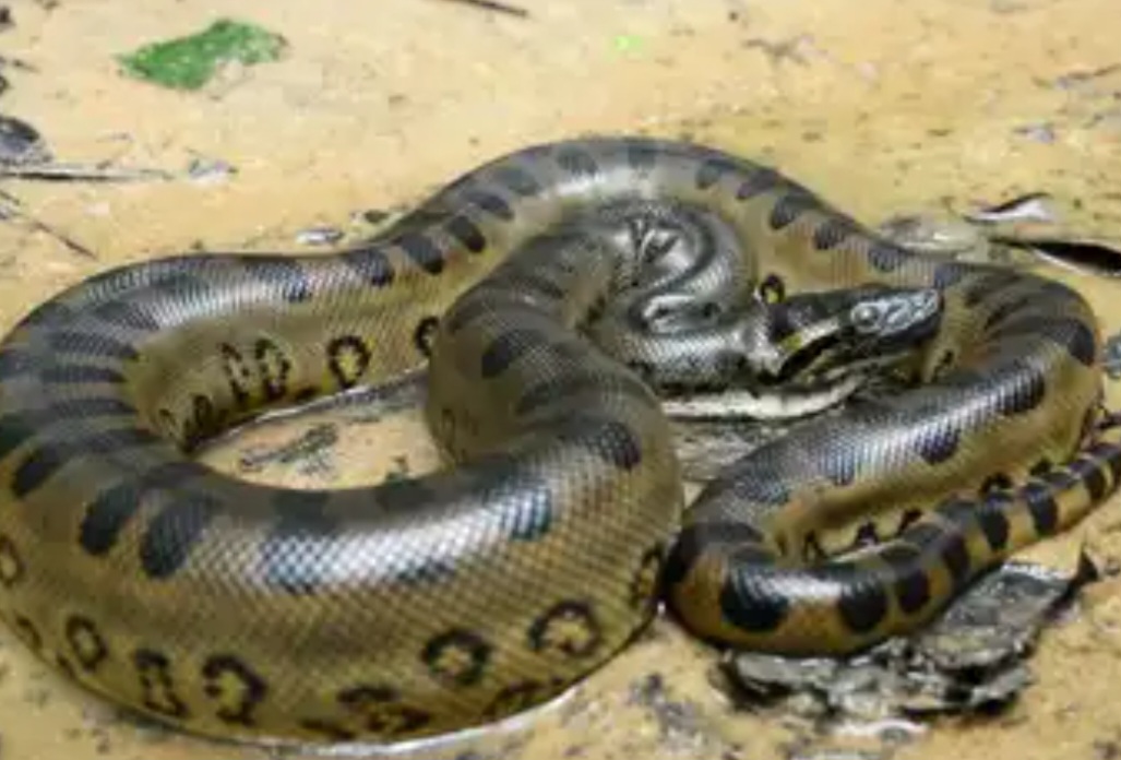 A nova sucuri-verde pertence à espécie Eunectes akiyama. Segundo ele, até então, se conhecia apenas a Eunectes murinus (foto). 