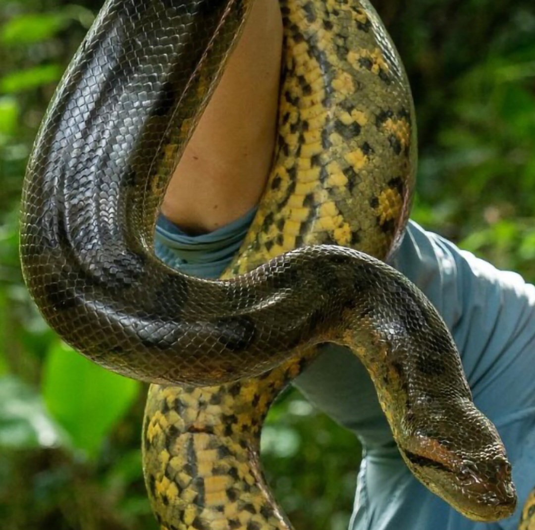 A Eunectes murinus, que já era conhecida,  vive no Peru, Bolívia, Guiana Francesa e Brasil. E recebeu o nome popular de  “anaconda verde do sul”.
