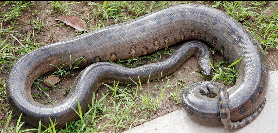 As sucuris não são cobras  venenosas. Elas utilizam seu grande porte como arma,  enrolando a presa e apertando com força até matá-la