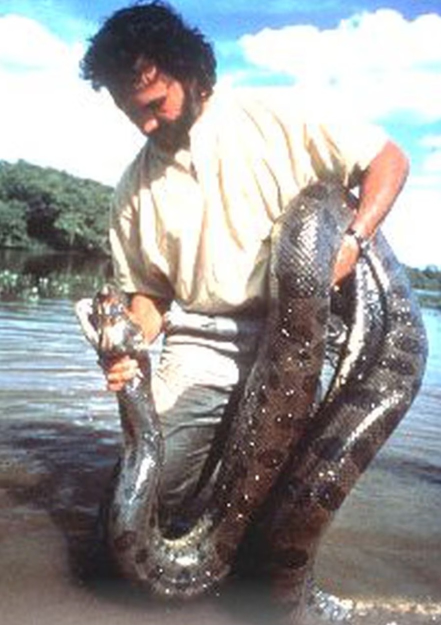 Henrique afirma que o estudo de Rivas está disponível para acesso dr pesquisadores e faz uma distinção entre sucuris de diferentes países, sem a abordagem sugerida por Vonk. Na foto, Rivas com uma sucuri no documentário Terra de Anaconda