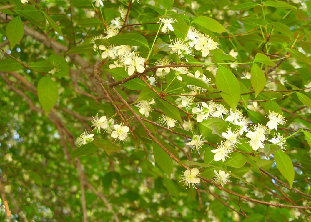 Alguns estudos em laboratório usando células do câncer de mama mostram que os polifenóis da pitanga podem ajudar a diminuir a proliferação e aumentar a morte de células desse tipo de câncer.