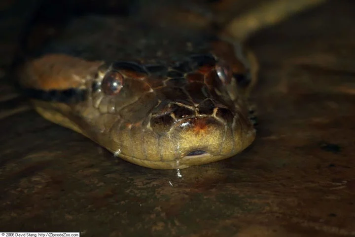 Também conhecida como anaconda, a sucuri é uma das serpentes mais imponentes e fascinantes do mundo.
