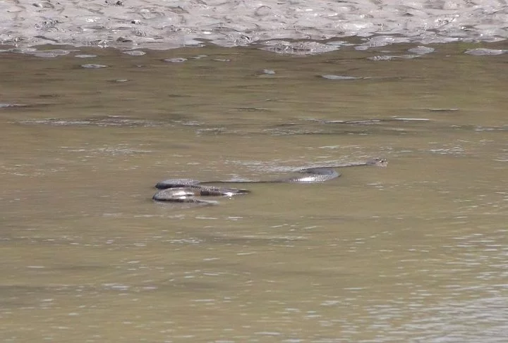 Apesar de serem raros, ataques de sucuris podem acontecer em regiões de rios e igarapés da Amazônia, onde esses répteis costumam viver.
