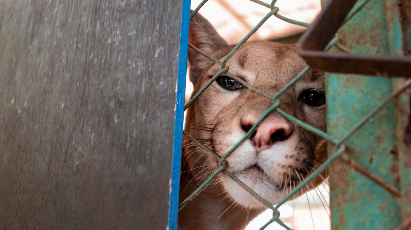 A premiação é realizada pelo Fórum Nacional de Proteção e Defesa Animal