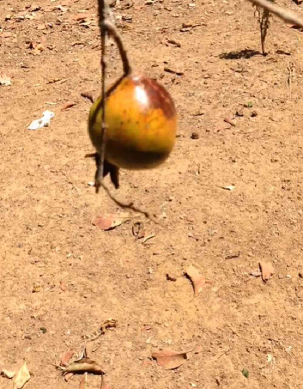 Originária do Oriente Médio e da Ásia Menor, a romã era cultivada no Irã já em 2000 a.C. Para os gregos, a fruta era símbolo de amor e fertilidade; para os judeus, representava a esperança de um ano novo próspero; e para os romanos, estava ligada à riqueza e à ordem.