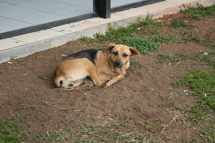 Mas o caso dos estopinhas está longe de ser raro. Na verdade, todo cão que não seja fruto de duas raças puras é um vira-lata, que deve ser chamado de sem raça definida (SRD). O vira-lata caramelo é o exemplo mais conhecido.