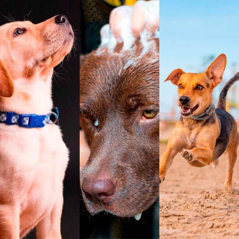 Cada vez mais os cachorros ocupam um espaço na família como de filhos e, com isso, os cuidados com a saúde deles aumentam. Por isso, veja essas dicas muito importantes, que foram baseadas pelo site 