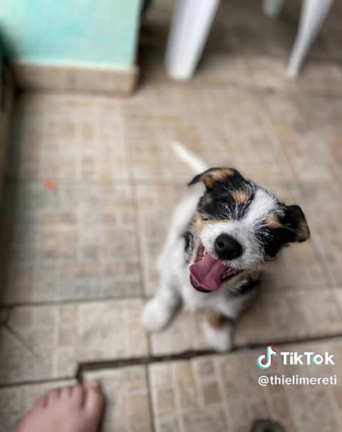 A situação, ainda que engraçada, ressalta a importância de aceitar e celebrar a diversidade em todas as suas formas dos animais de estimação.