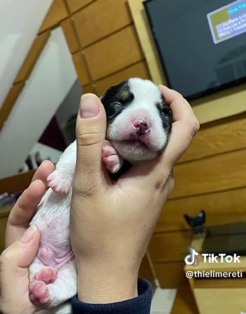 A tutora, que tinha esperança de que os filhotes puxassem os traços dos pais, não conteve a risada quando as crias nasceram com pelos únicos e distintos, conferindo a eles uma aparência de estopinhas.