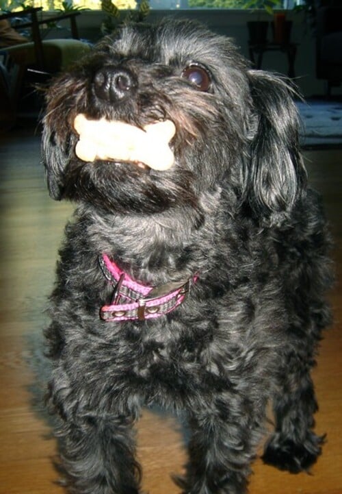 E, quando um Poodle cruzou com um Yorkshire, o resultado foi um Yorkiepoo, também com pelagem hipoalergênica, de pequeno porte, muito inteligente, brincalhão e bastante curioso.