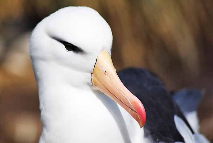 O bico fino e com ponta curvada facilita na captura de  peixes e lulas em alto-mar. Expectativa de vida: Até 50 anos
