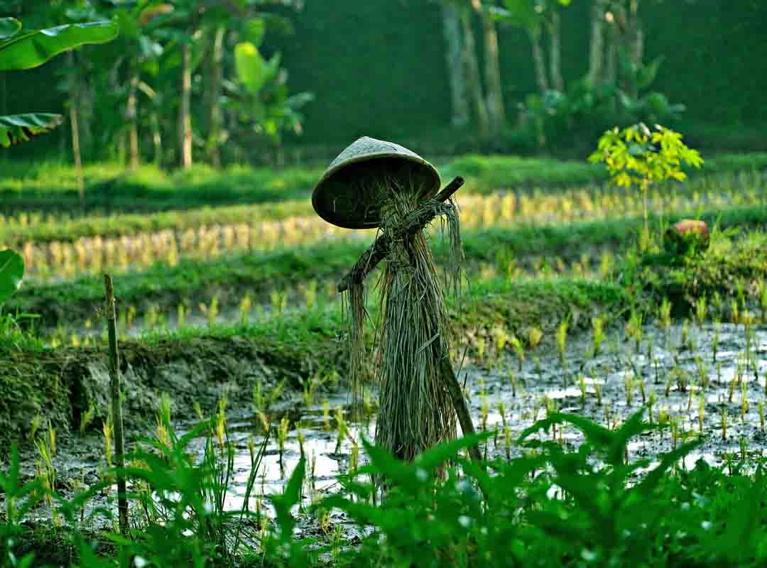 Uma versão sem lastro em documentos, tratada como lenda, diz que na Idade Média os fazendeiros recorriam a meninos para espantar as aves. A redução populacional pela peste negra teria forçado os donos de terra a utilizarem bonecos com essa finalidade. 
