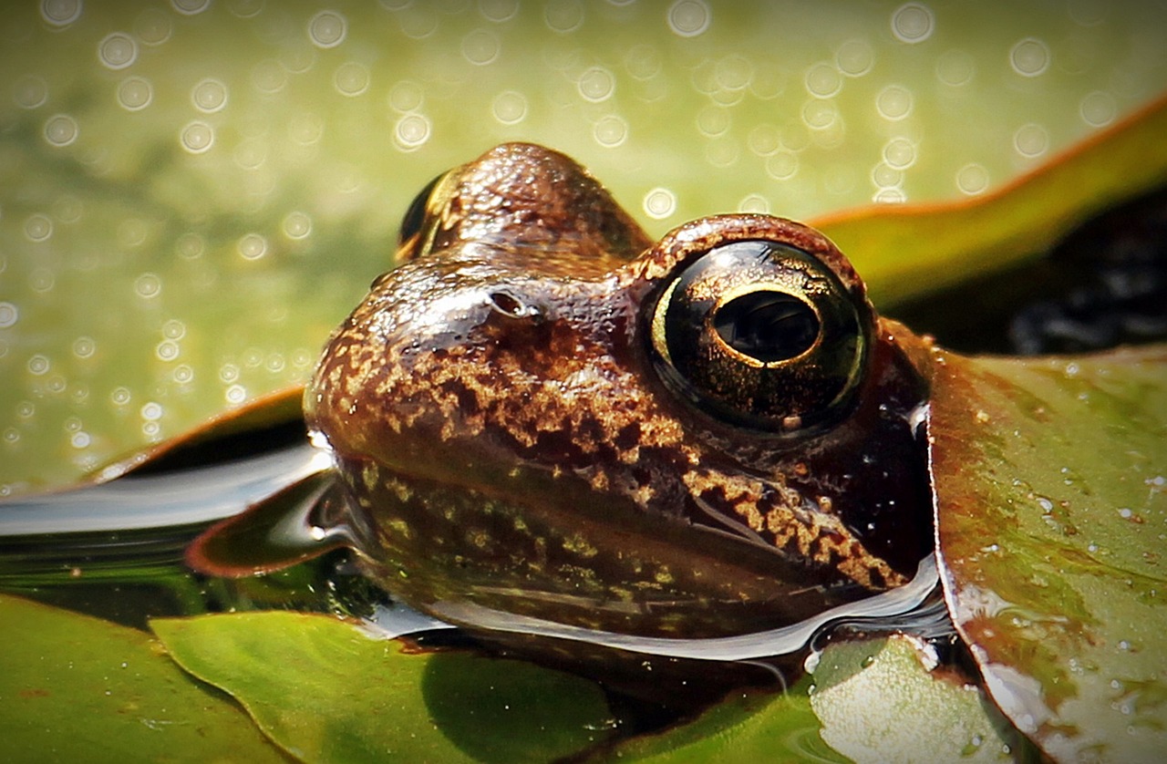 Eles são animais ectotérmicos, ou seja, bichos de sangue frio. Sua temperatura corporal muda de acordo com a temperatura do ambiente em que eles estão.