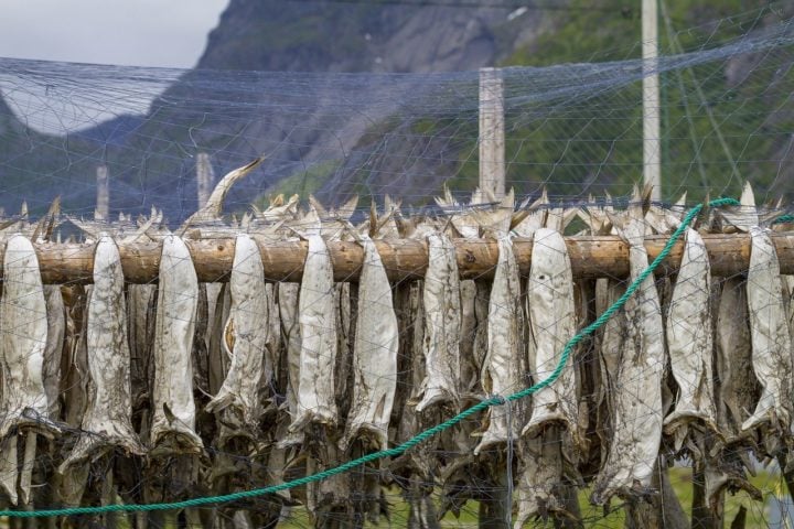 Segundo a BBC, ao longo do século 14 a Marinha lusitana descobriu que o processo de conservação por salga e secagem estenderia a durabilidade do bacalhau por anos nos porões dos navios.