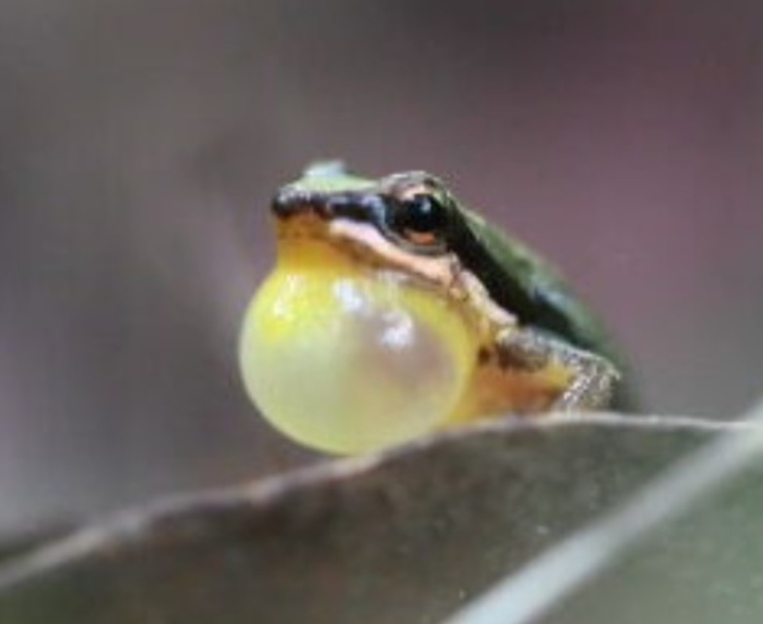 O apelido é conhecido internacionalmente pelos pesquisadores de ecossistemas. Ele se chama Rocket Frog (sapo foguete, sem o diminutivo usado carinhosamente no Brasil).