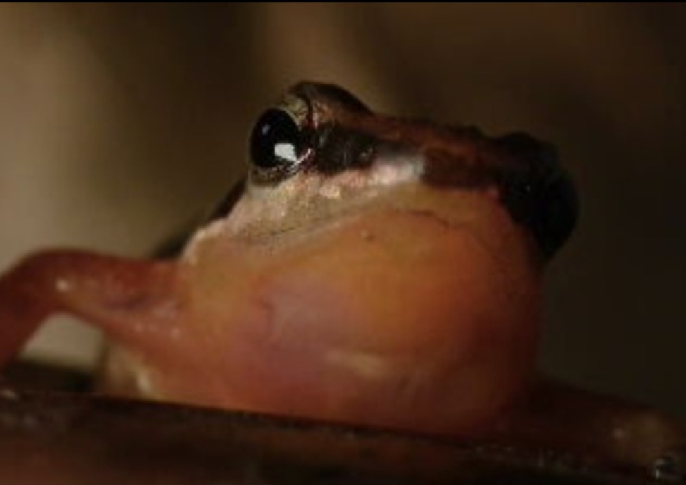 O Brasil é o país com maior concentração de anfíbios no mundo. Das 8,4 mil espécies de anfíbios no planeta, mais de 1,2 mil foram registradas em território brasileiro.