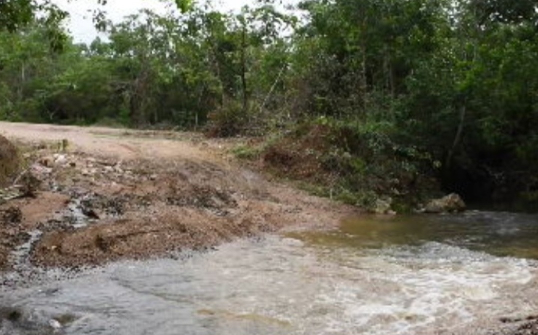 Ele se estabelece em ambientes úmidos, perto de córregos e riachos que cortam o cerrado.