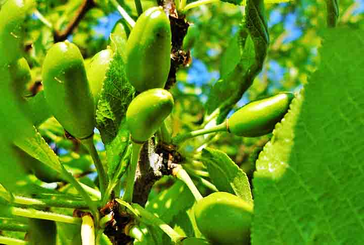 As ameixas também são reconhecidas por suas propriedades que auxiliam no controle da glicose no sangue. As fibras solúveis presentes na fruta ajudam a regular os níveis de açúcar, tornando-a uma excelente opção para quem busca prevenir ou controlar o diabetes. 