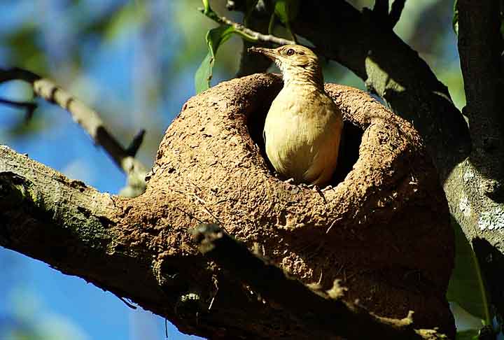 João-de-barro (Furnarius rufus) - Famoso por construir seu ninho de barro em formato de forno, com uma entrada voltada para baixo, o que ajuda a proteger do clima e de predadores.
