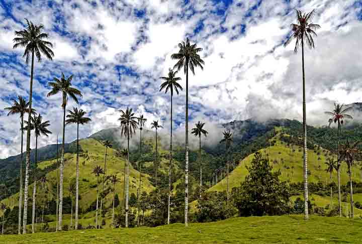 O Vale Cocora é uma região que abriga algumas das belezas naturais mais bonitas da Colômbia. Ele preserva verdes vales da zona cafeeira de café colombiano em Salento. Faz parte do Parque Nacional Natural Los Nevados e conta com uma infraestrutura básica de pequenos restaurantes, bares rústicos e cafés para turistas.