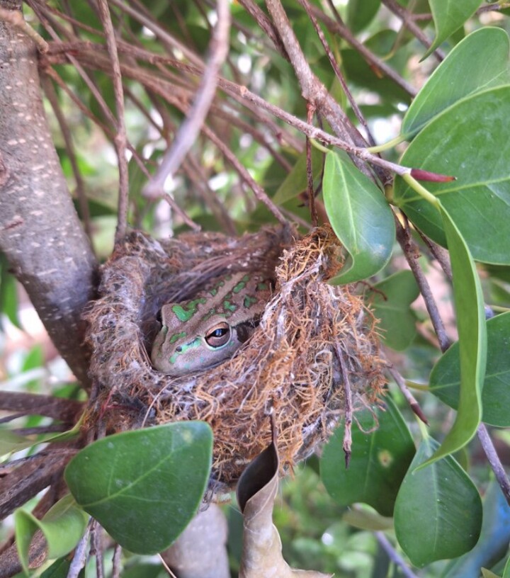 A imagem de um sapo descansando em um local inusitado na Austrália viralizou na internet. A foto mostra o animal bem acomodado em um ninho de pássaro abandonado. 
