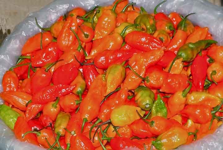 Bhut Jolokia (1.041.427 SHU)- Originária da Índia, conhecida como pimenta fantasma, é considerada 400 vezes mais quente que o tabasco. Seu efeito ardente inicia na língua.