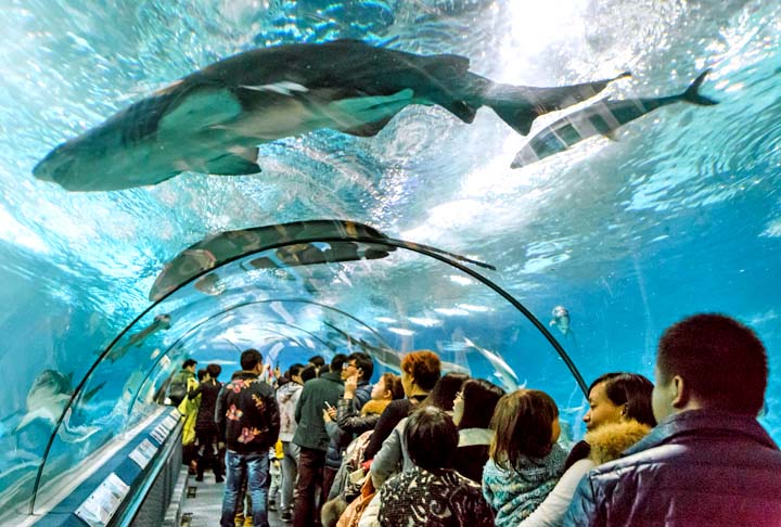 Tem nove tanques com animais de 450 espécies, de 4 oceanos e 5 continentes. Mais de 20 mil m² com 400 mil galões de água.  O aquário inclui um túnel de 168m que leva os visitantes a um passeio por um recife de corais, oceano aberto, caverna com algas e enseada de tubarões. As pessoas conhecem espécies que habitam diferentes continentes. Entre elas, dragão de água chinês, peixe-faca e tubarão tigre de areia. 