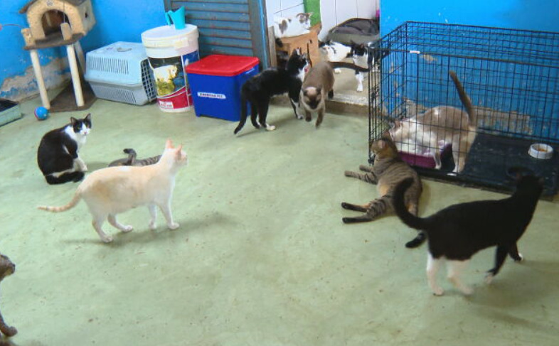 O abandono de animais domésticos cresceu no Rio de Janeiro de acordo com dados do Programa Linha Verde, mantido pelo Disque-Denúncia. Foram 1.271 casos registrados em 2023 e 1.365 em 2024. Um crescimento de 7,3%. 