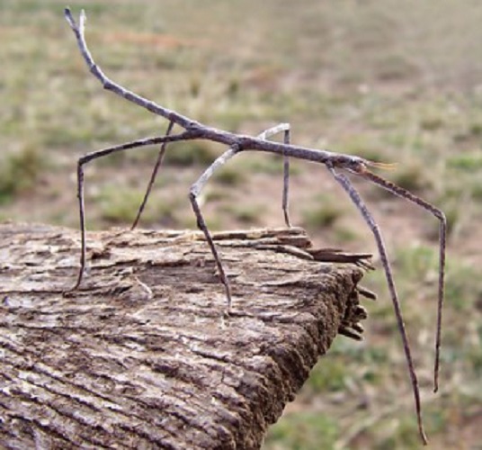 Não é raro encontrar uma pessoa que estava passando a mão em uma folha e se deparou com esse inseto, que consegue ficar muitas horas sem se mexer e parecer parte de uma árvore ou planta.