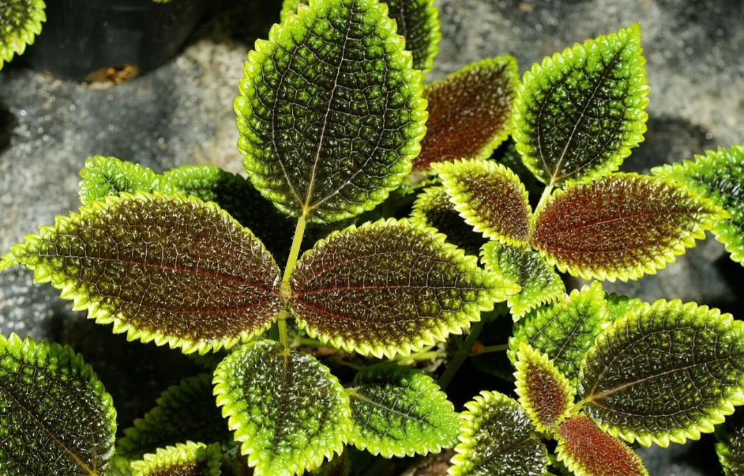 A Pilea-pendente (Pilea peperomioides) é famosa por suas folhas arredondadas e suculentas, que se tornam um ponto focal em qualquer ambiente. Nativa da China, ela é cultivada em ambientes internos e se destaca por seu visual moderno e por ser uma excelente opção para quem busca uma planta de fácil cuidado.
