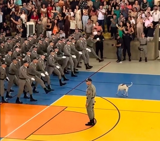 No vídeo, que viralizou nas redes sociais, o cão aparece confortavelmente sentado no meio do ginásio, desafiando qualquer tentativa de profissionalismo dos agentes.