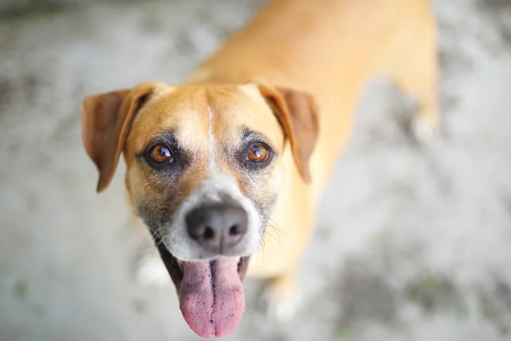 Presentes em lares em todo o Brasil, os cães vira-lata conquistam corações com sua lealdade, inteligência e alegria contagiante.