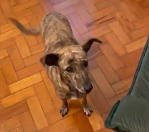 Sua natureza versátil e adaptável os torna excelentes companheiros para diversos estilos de vida, seja em casas com grandes quintais ou em apartamentos menores.