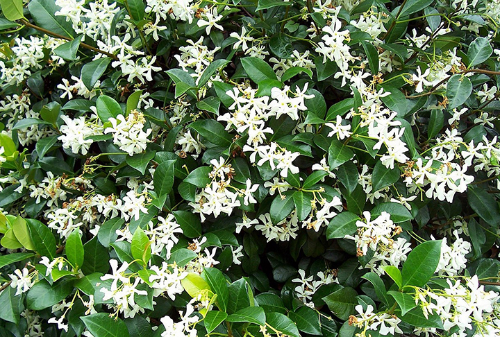 Jasmim - Apesar de ter um aroma doce, o jasmim possui componentes que algumas espécies de abelhas evitam. Seu cheiro, dependendo da intensidade, pode ser interpretado como desagradável. No entanto, nem todas as abelhas são repelidas por ele. Essa planta deve ser molhada de duas a três vezes por semana e devem ser feitas em abundância