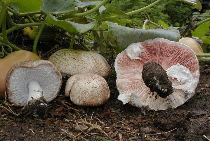 O Cogumelo-do-sol é nativo da Amazônia, possui propriedades anti-inflamatórias e anticâncer.