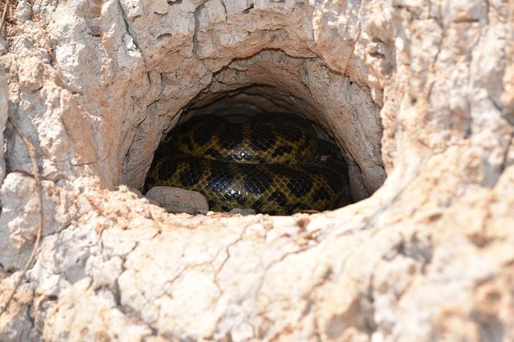 As sucuris são ovovivíparas, ou seja, os filhotes nascem de ovos que eclodem dentro do corpo da fêmea. Cada ninhada pode ter entre 20 e 80 filhotes, que nascem completamente formados e independentes. 