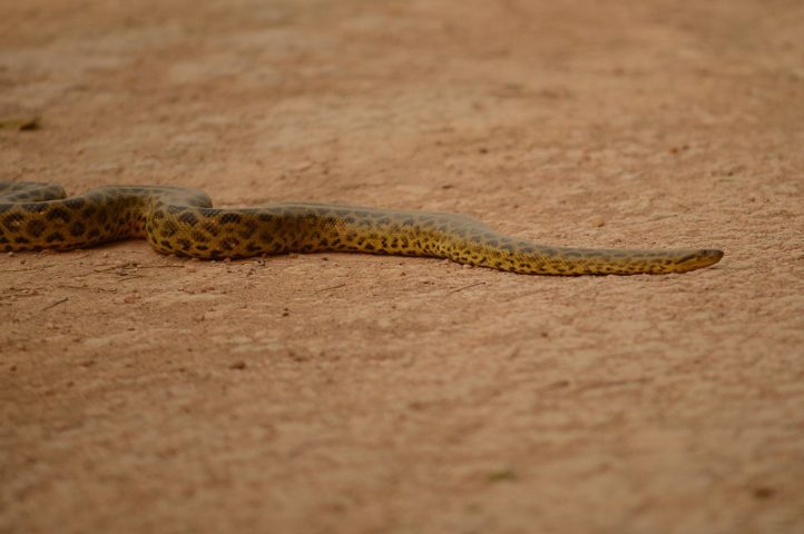 Além da sucuri-amarela e da sucuri-verde, as outras espécies de sucuri são: sucuri-anã (Eunectes deschauenseei), a menor das espécies, encontrada principalmente no Brasil Central, e sucuri de Schomburgk (Eunectes beniensis), encontrada na Bolívia e no Peru.