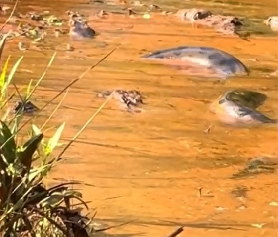 O vídeo, que viralizou nas redes sociais, mostra a empresária Luana Santos tomando um susto ao avistar o animal nadando próximo ao grupo. O registro foi feito no dia 6/10/24.