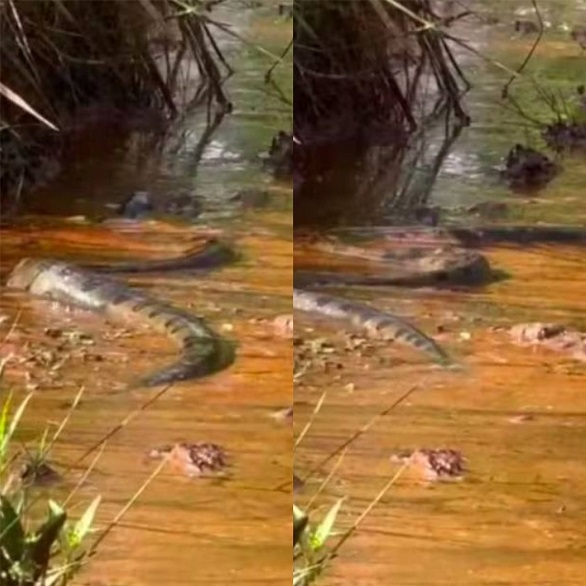 Ao portal g1, Luana contou que foi a primeira vez que ela e a maioria dos amigos haviam visto uma sucuri de perto. Foi muito rápido; acho que, do momento da aparição até a sucuri sumir na nascente, não demorou mais de dois minutos”, contou.