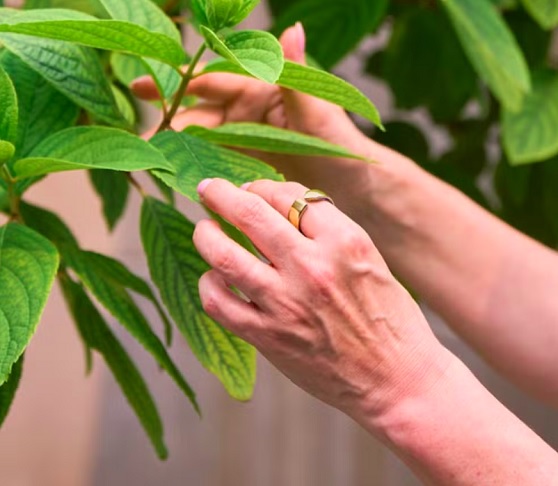 Anel com ChatGPT: O EvieAI, desenvolvido pela Movano, é um anel com um chatbot integrado que auxilia no monitoramento da saúde, mas sem acessar informações da internet.